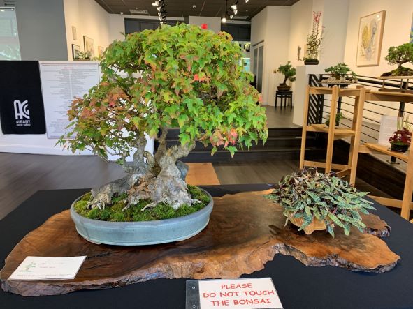 bonsai 20192.JPG